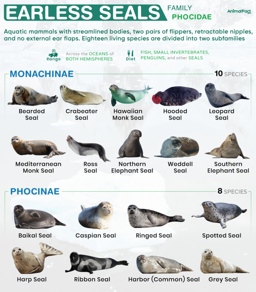 Seal or Seel