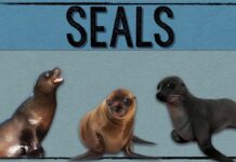 Seal or Seel: Which Is Correct? Meaning, Difference & Examples Seal or Seel